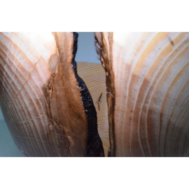 Belle coupe en bois de frêne, caractérisée par de nombreux nœuds