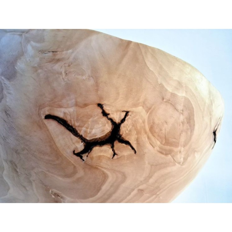 Coupe XXL en loupe de hêtre, pièce rare